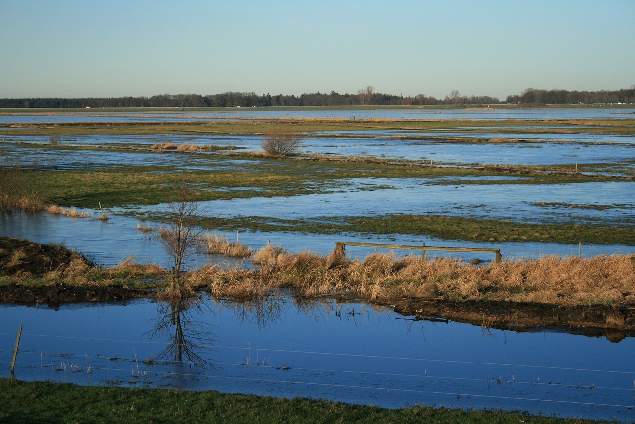 Why Conserving Wetlands is Crucial for a Healthy Planet